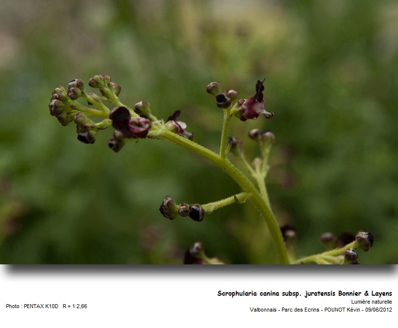 Scrophularia canina subsp. juratensis Bonnier & Layens #27306