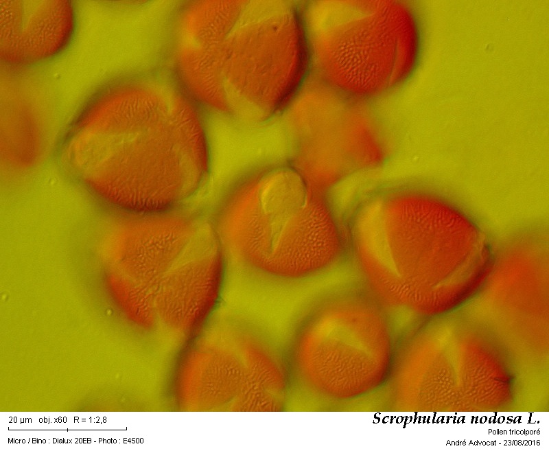 Scrophularia nodosa L. #46624