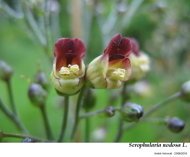Scrophularia nodosa L. #46627