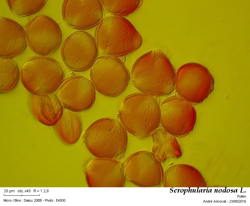 Scrophularia nodosa L. #46623
