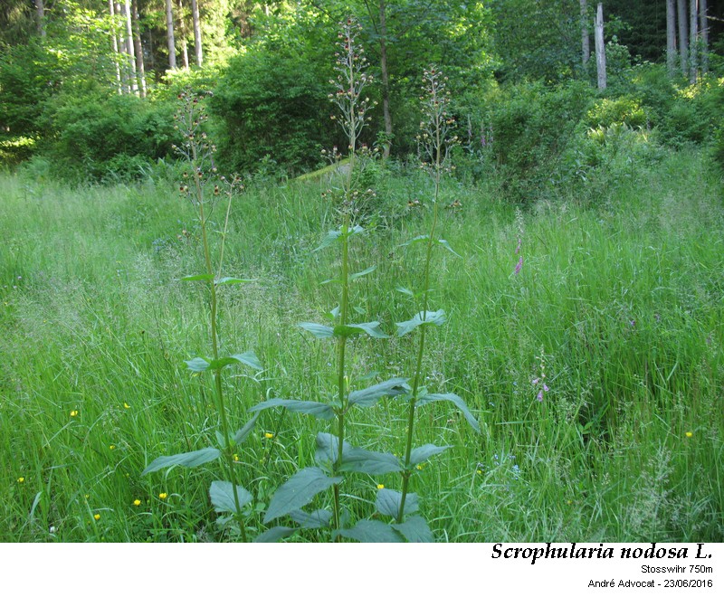 Scrophularia nodosa L. #46625