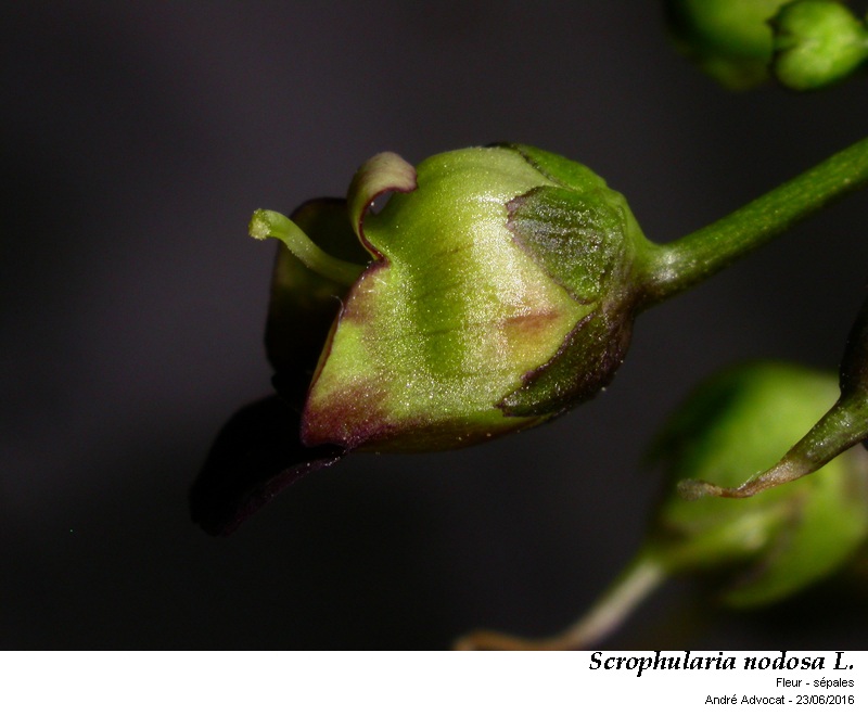 Scrophularia nodosa L. #46629