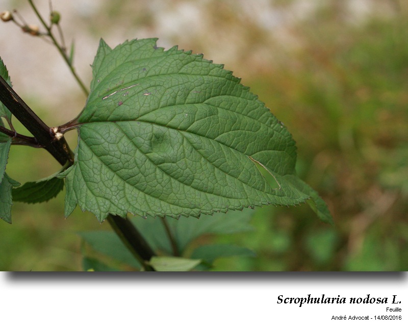 Scrophularia nodosa L. #46628