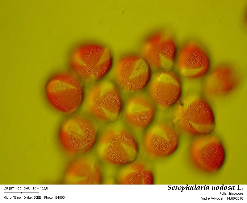 Scrophularia nodosa L. #46622