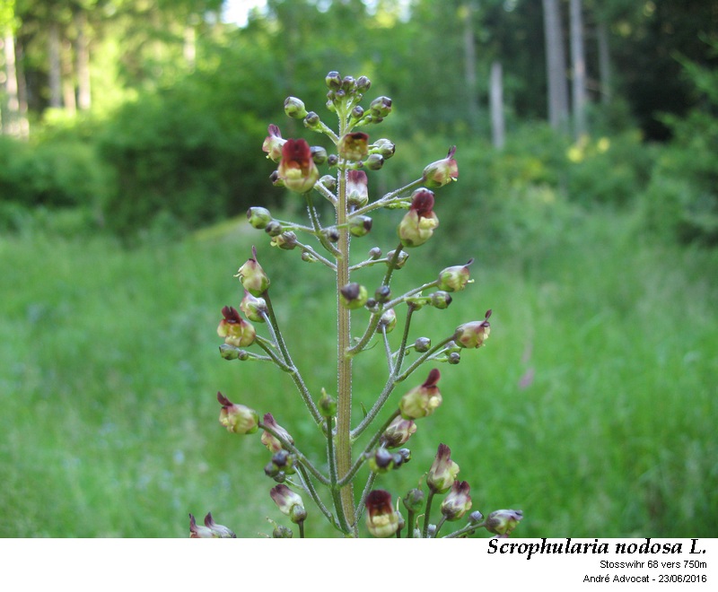 Scrophularia nodosa L. #46626