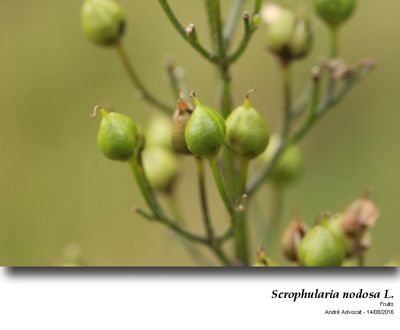 Scrophularia nodosa L. #46630