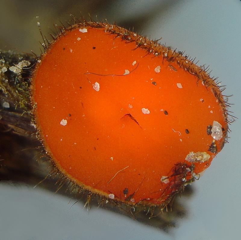 Scutellinia pilati (Vel.) Svr. #11739
