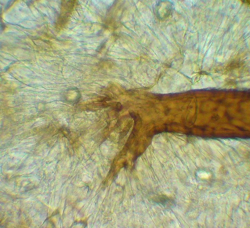 Scutellinia pilati (Vel.) Svr. #11741