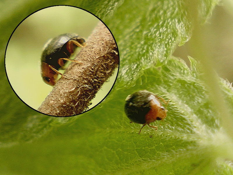 Scymnus ferrugatus #30956