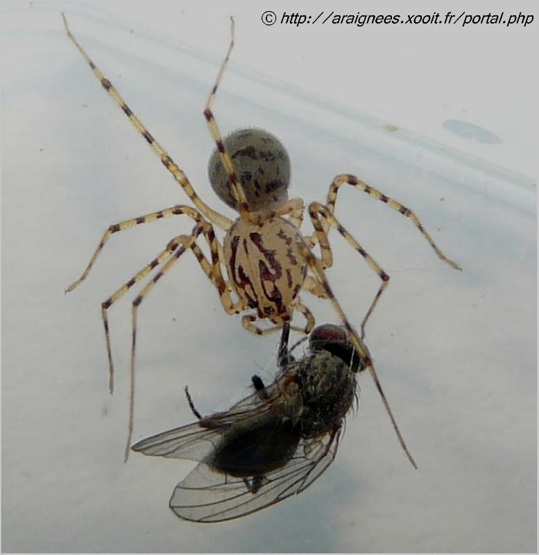 Scytodes thoracica - Sctytodae (l élégance avant tout) #5527