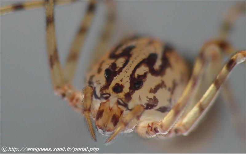 Scytodes thoracica - Sctytodae (l élégance avant tout) #5525