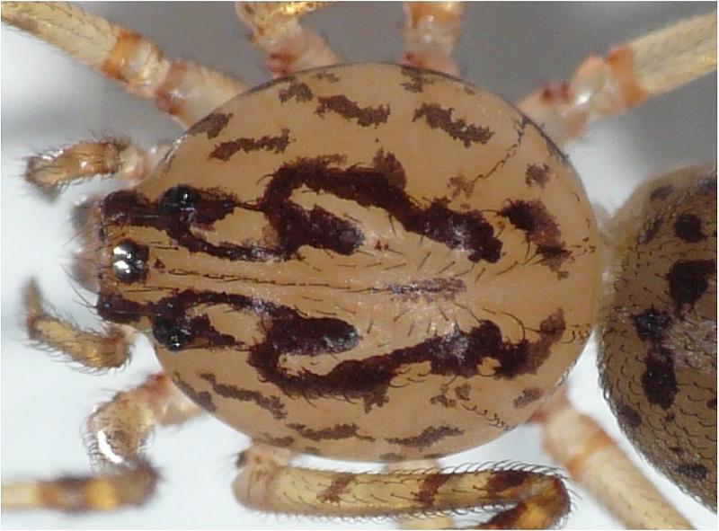 Scytodes thoracica - Sctytodae (l élégance avant tout) #5507