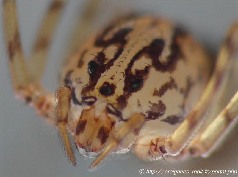 Scytodes thoracica - Sctytodae (l élégance avant tout) #5521