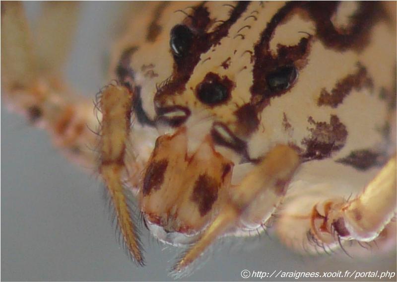 Scytodes thoracica - Sctytodae (l élégance avant tout) #5520