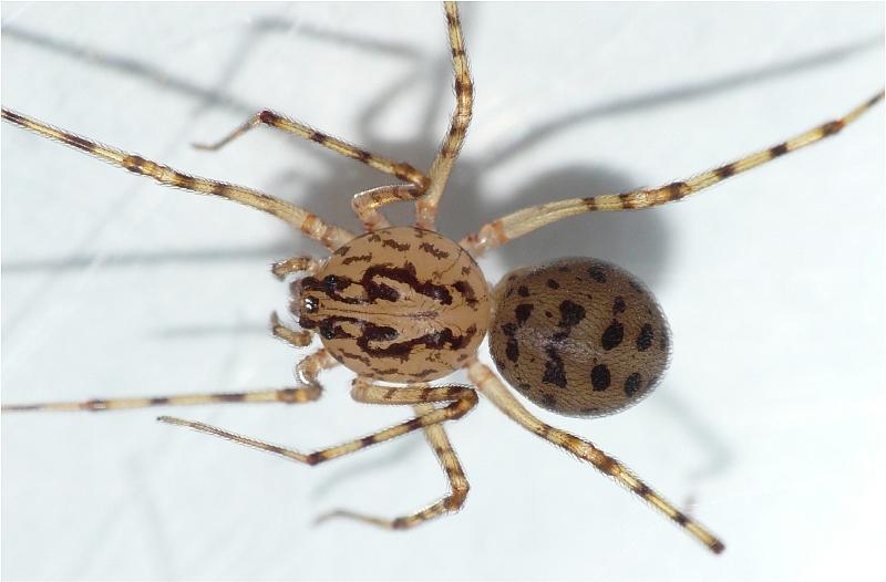 Scytodes thoracica - Sctytodae (l élégance avant tout) #5508
