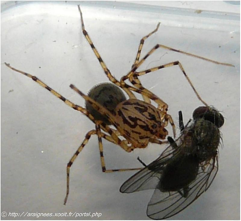 Scytodes thoracica - Sctytodae (l élégance avant tout) #5529