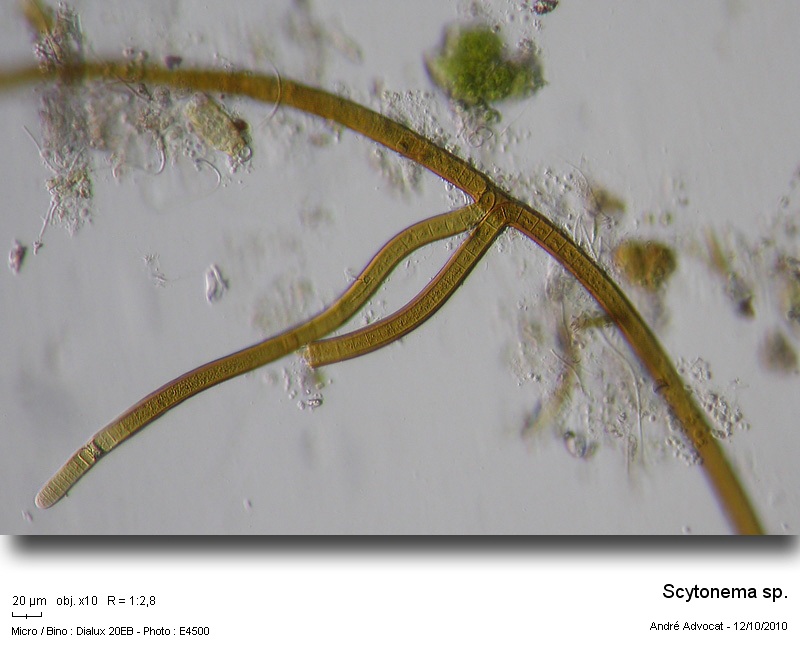 Scytonema sp. #18498