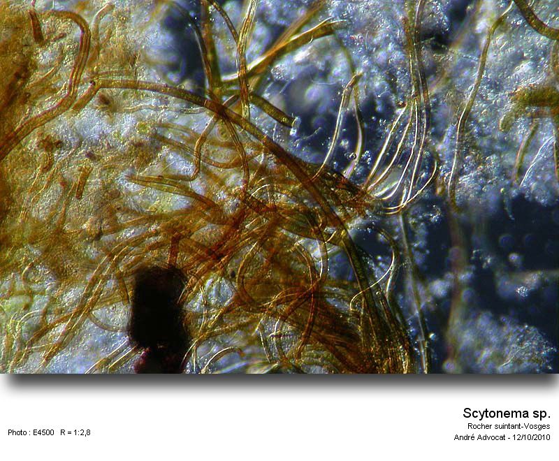 Scytonema sp. #18497