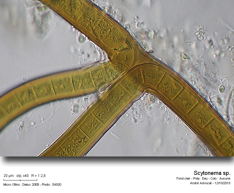Scytonema sp. #18499