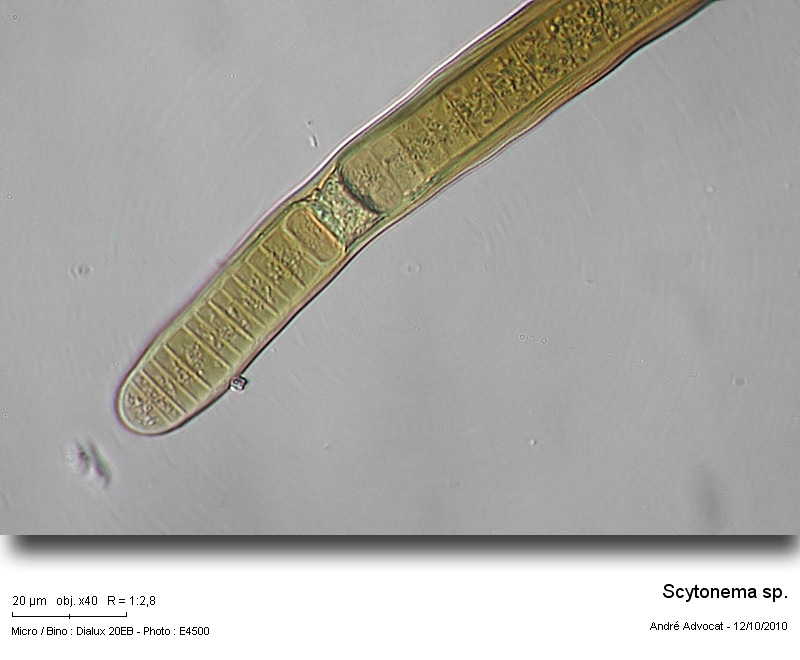Scytonema sp. #18501