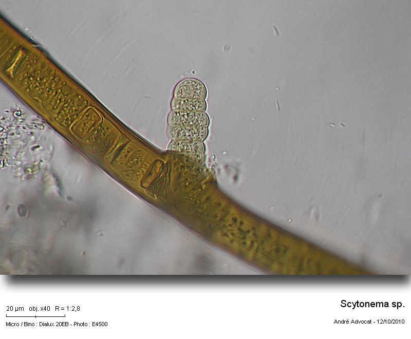 Scytonema sp. #18500