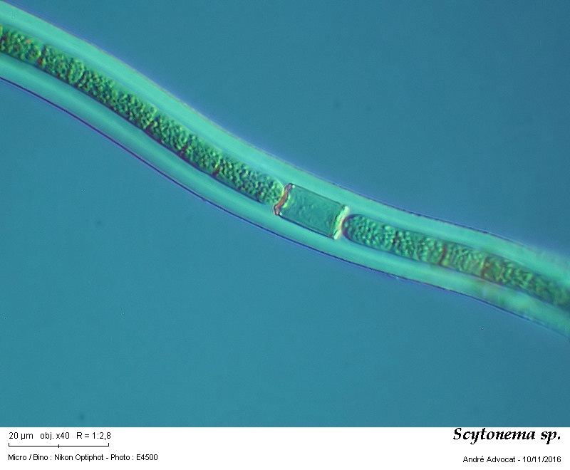 Scytonema sp. #47570