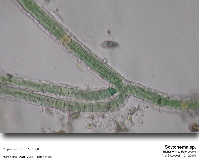 Scytonema sp. #18502