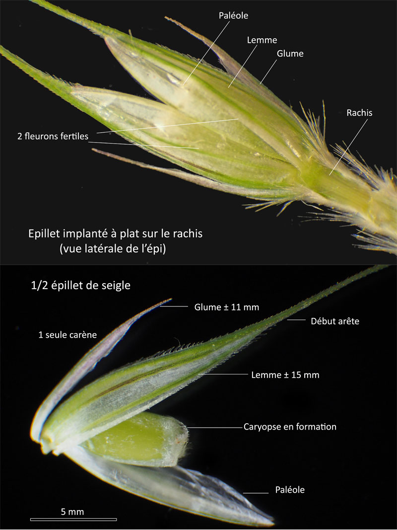 Secale cereale L. subsp cereale : Le seigle cultivé #63569