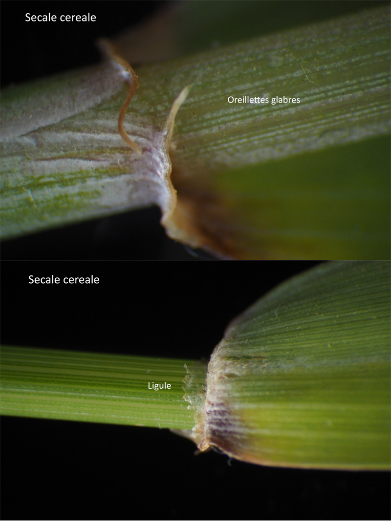 Secale cereale L. subsp cereale : Le seigle cultivé #63568