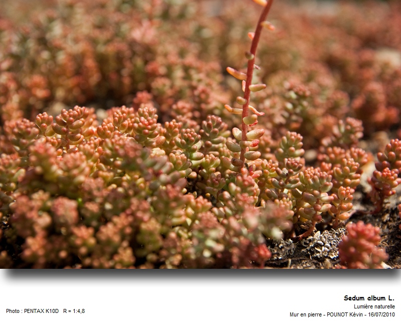 Sedum album L. - Orpin blanc #27474