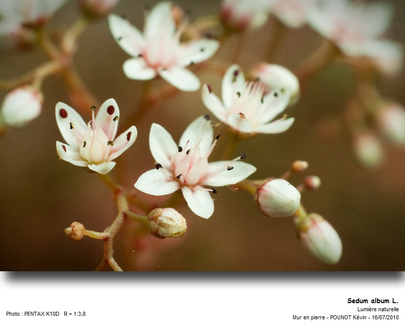 Sedum album L. - Orpin blanc #27475