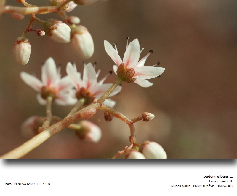 Sedum album L. - Orpin blanc #27476