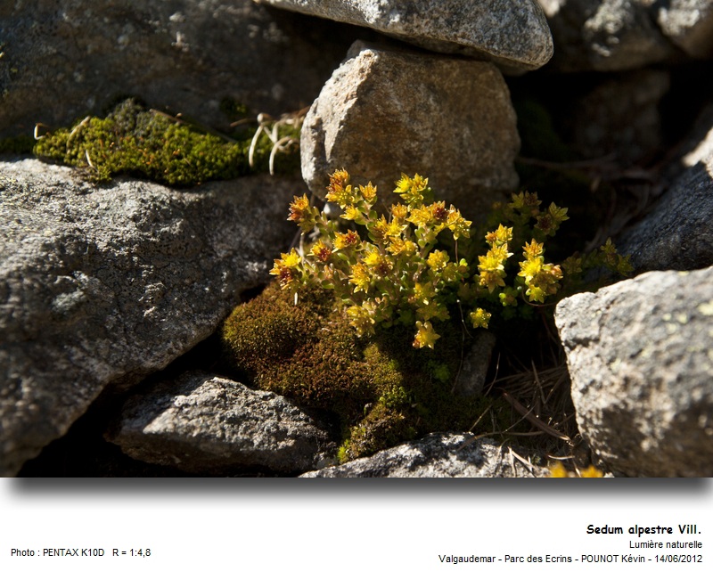 Sedum alpestre Vill. - Orpin des Alpes #27464