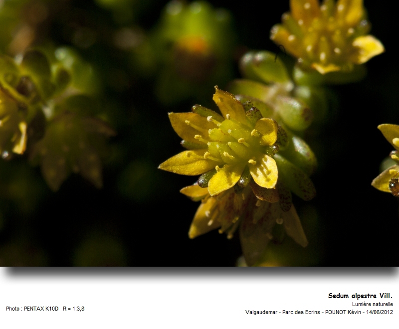 Sedum alpestre Vill. - Orpin des Alpes #27465