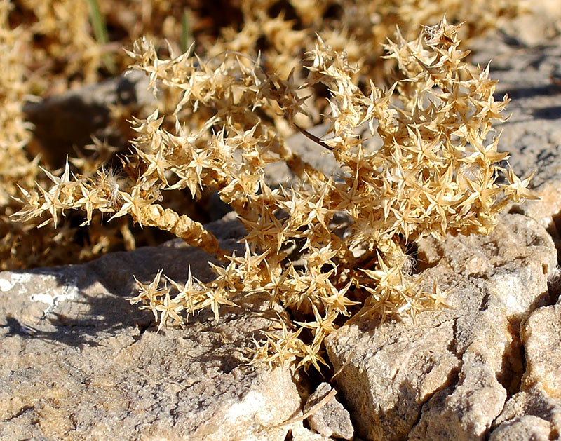 Sedum caespitosum #55177