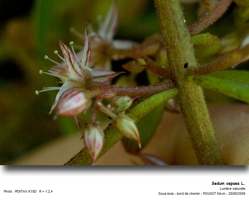 Sedum cepaea L. - Orpin paniculé #27470