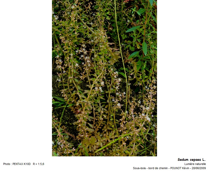 Sedum cepaea L. - Orpin paniculé #27468