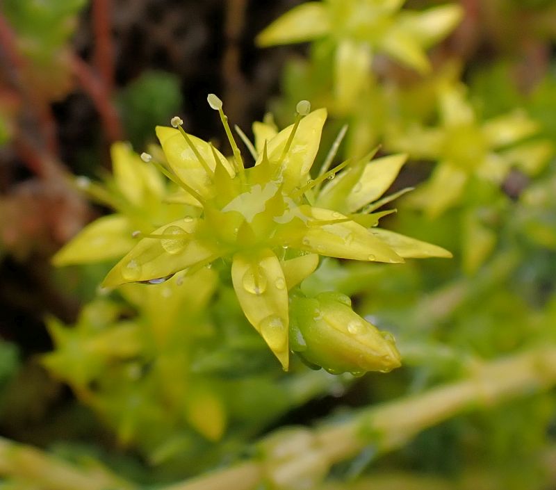 Sedum âcre- Orpin âcre #67179