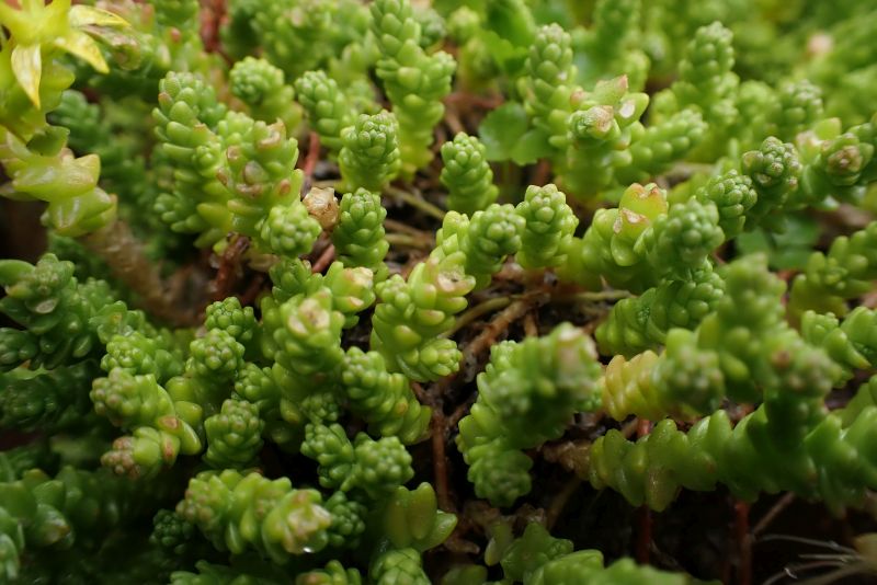 Sedum âcre- Orpin âcre #67177