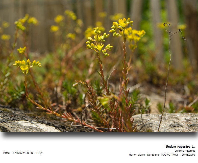 Sedum rupestre L. - Orpin des rochers #27480