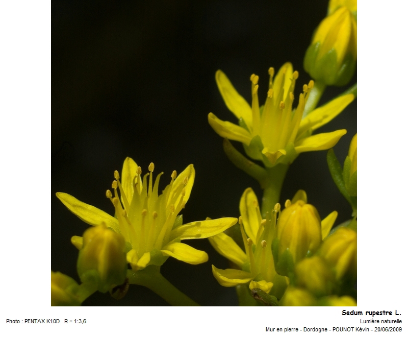 Sedum rupestre L. - Orpin des rochers #27482