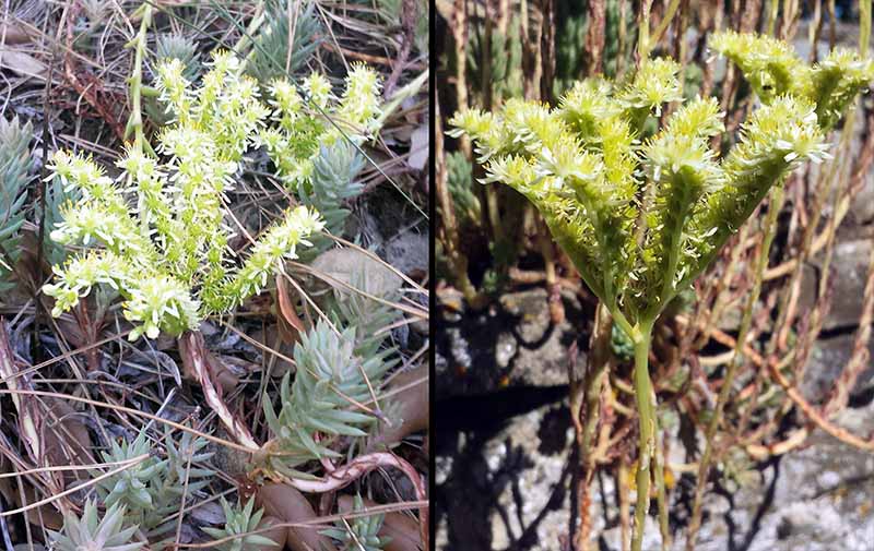 Sedum sediforme (Jacq.) Pau, 1909 #46246