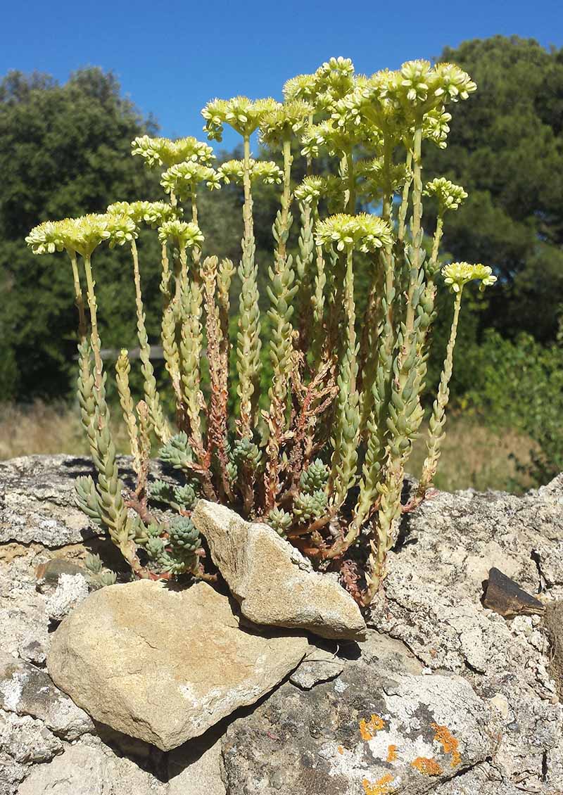 Sedum sediforme (Jacq.) Pau, 1909 #46244