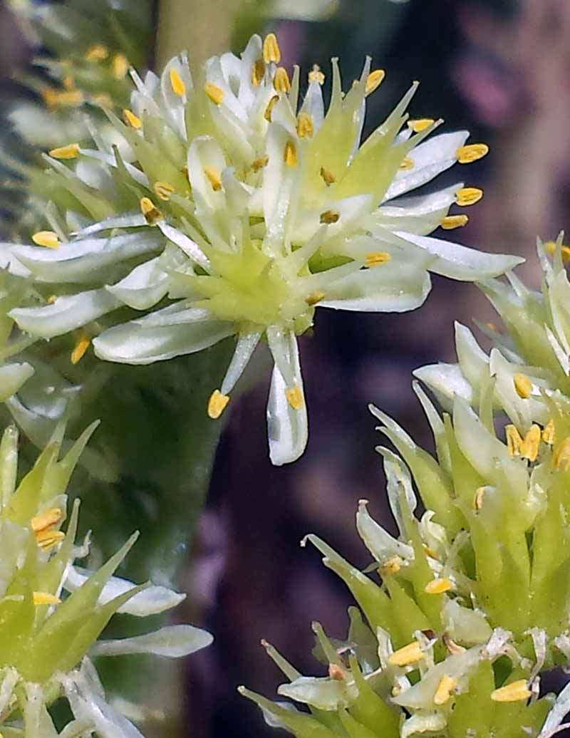 Sedum sediforme (Jacq.) Pau, 1909 #46248