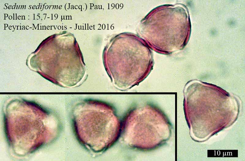 Sedum sediforme (Jacq.) Pau, 1909 #46250