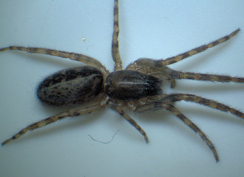 Segestria bavarica C.L. Koch 1843 - Segestriidae #5249