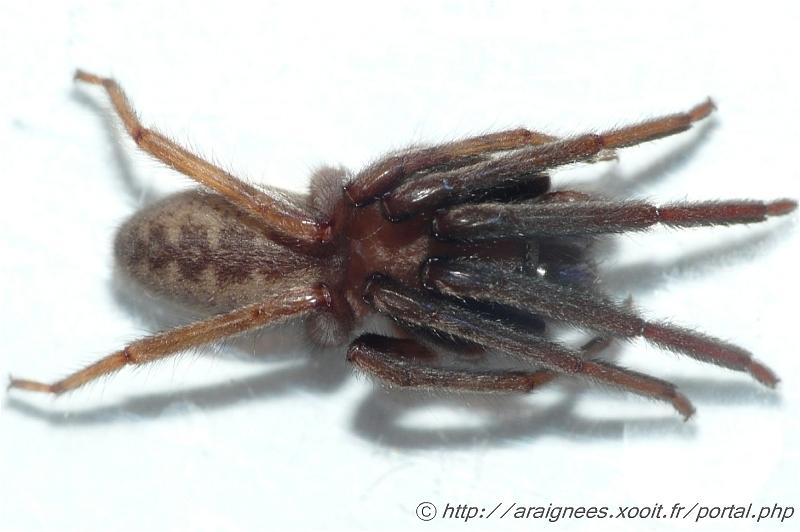 Segestriidae Segestria sp #5589