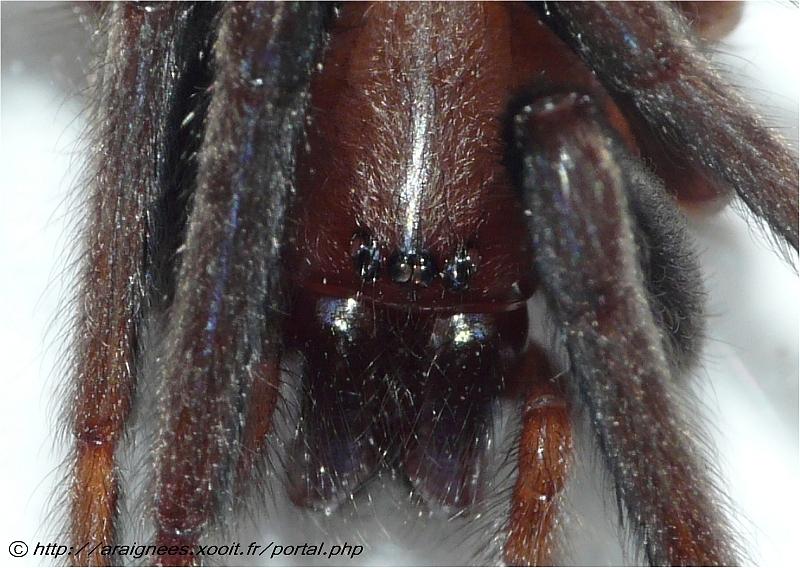 Segestriidae Segestria sp #5587