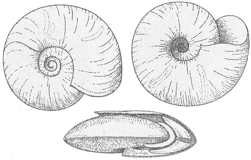 Segmentina nitida #44146