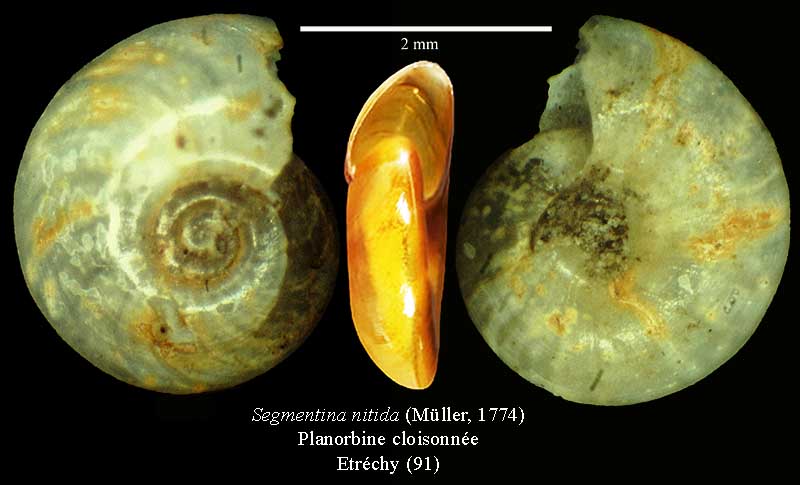 Segmentina nitida #44145